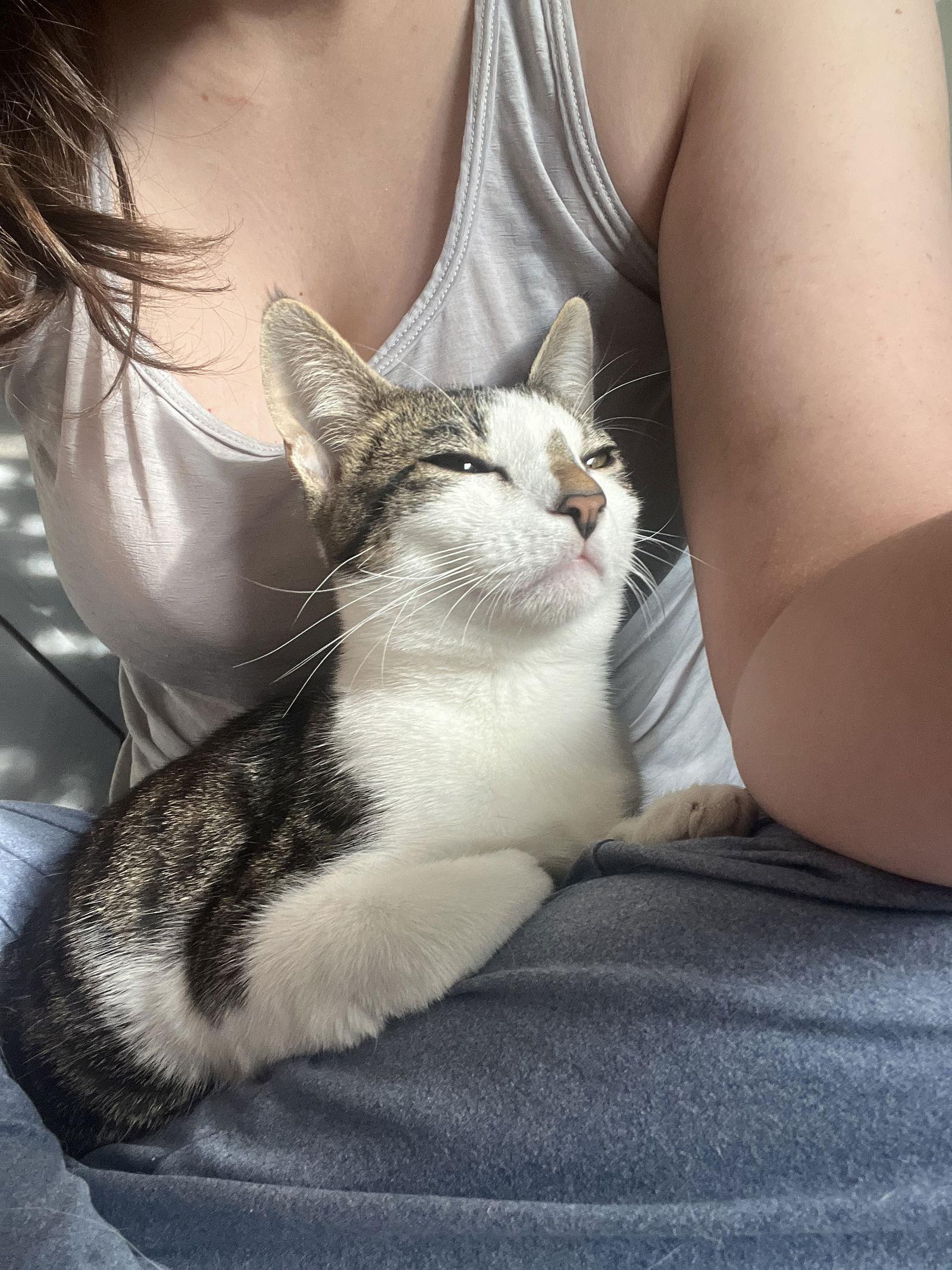 Caesar, Adopted, Young Male Domestic Short Hair.