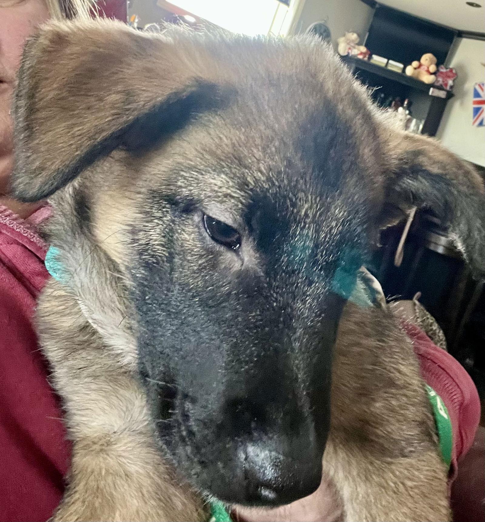 CUDDLE BEAR, Adoptable, Puppy Male Shepherd & Border Collie.