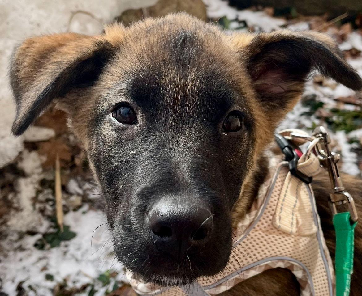 Enlarge CUDDLE BEAR, a Adoptable mixed breed in Minesing, ON image 2/3