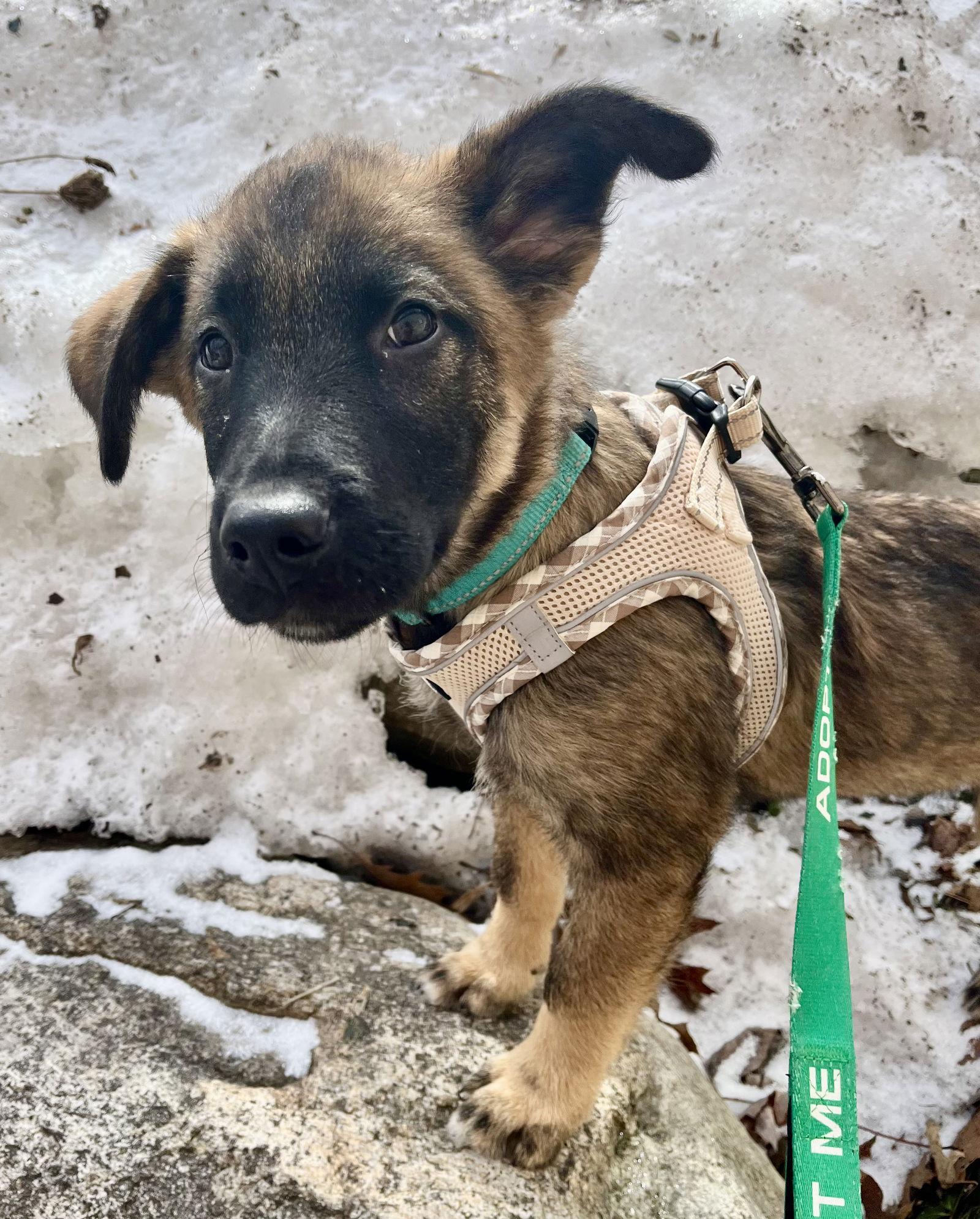 Enlarge CUDDLE BEAR, a Adoptable mixed breed in Minesing, ON image 3/3