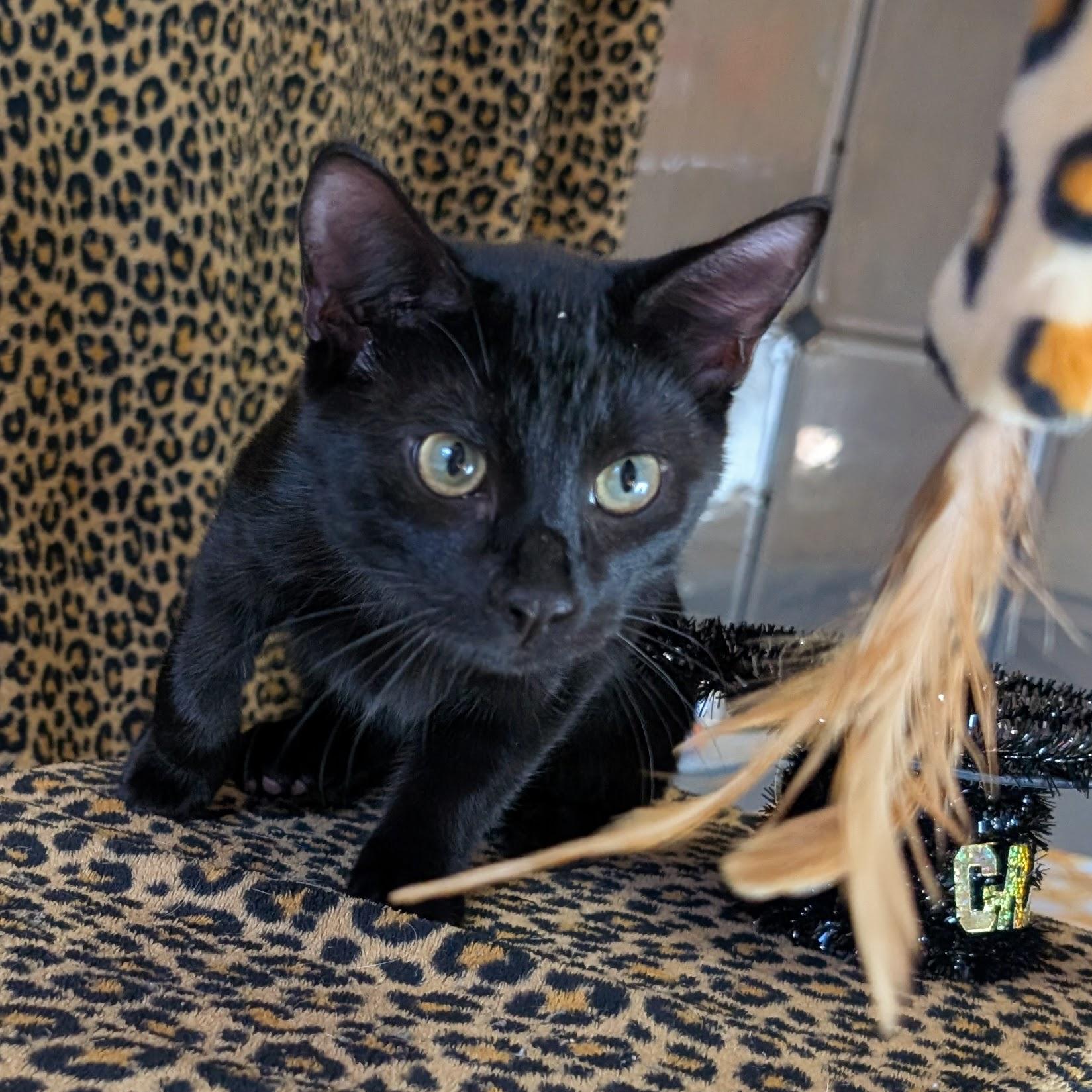 Monet @ Fat Cat Cafe, Adoptable, Kitten Male Domestic Short Hair.