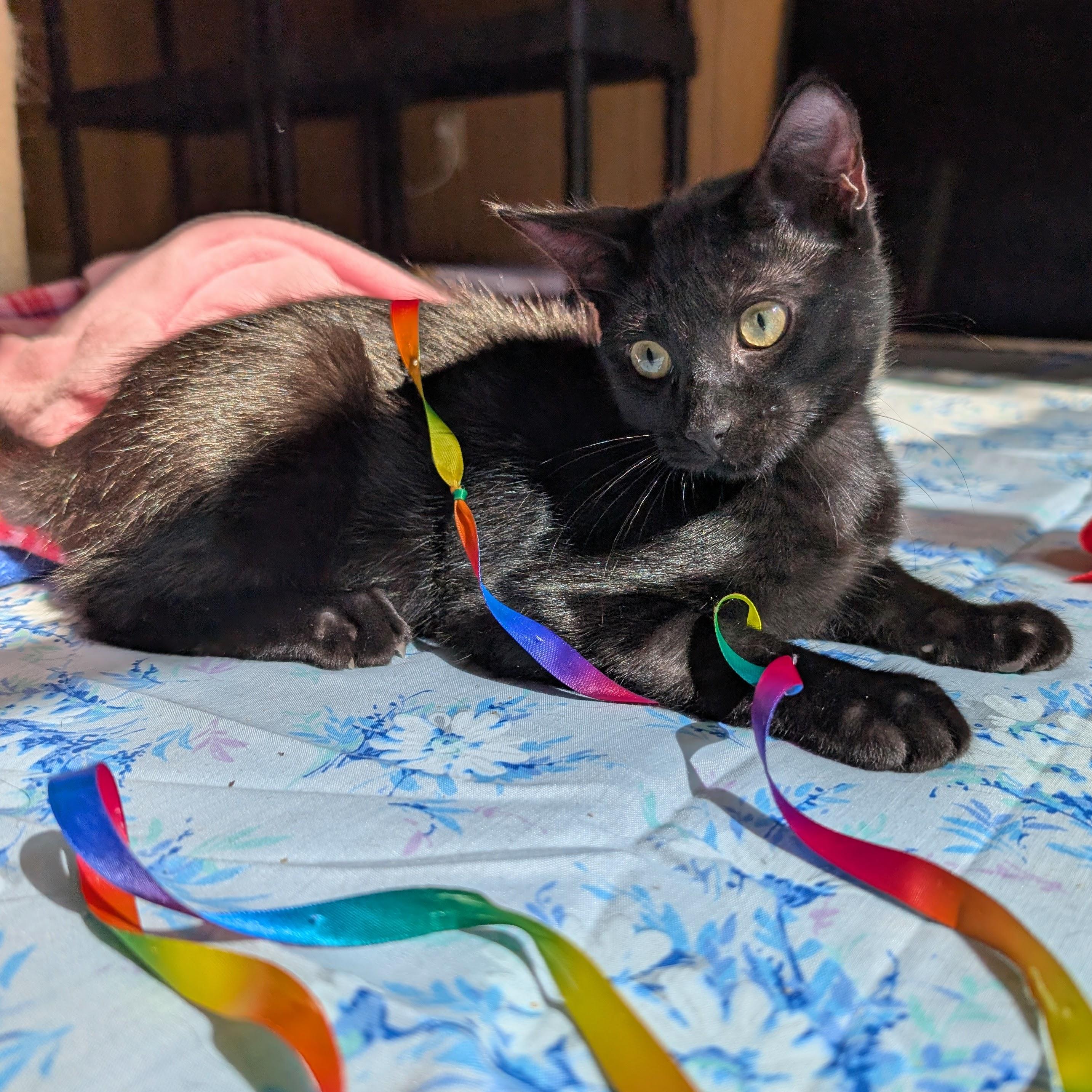 Enlarge Monet @ Fat Cat Cafe, a Adoptable Domestic Short Hair in Tallahassee, FL image 3/6