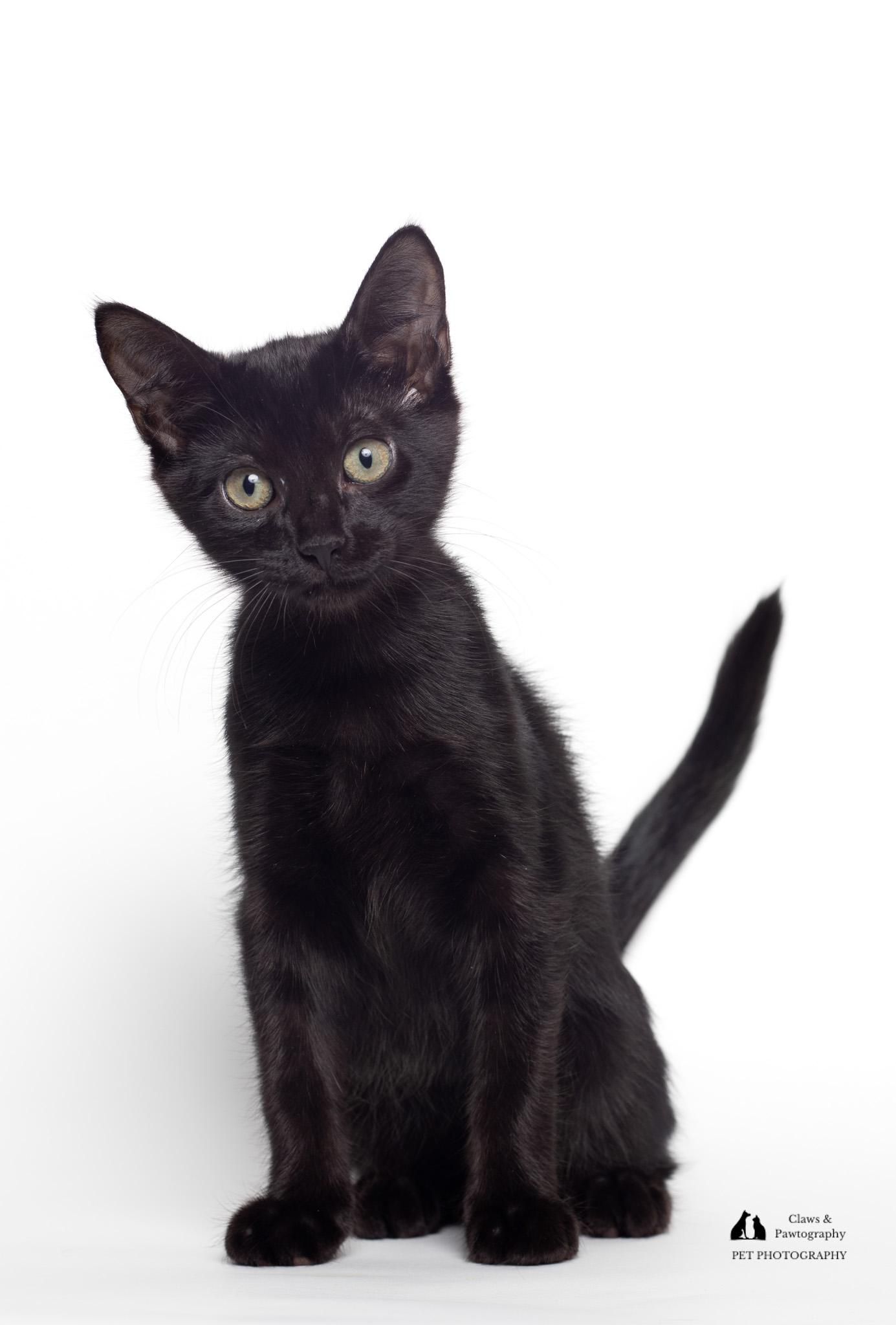 Enlarge Monet @ Fat Cat Cafe, a Adoptable Domestic Short Hair in Tallahassee, FL image 4/6