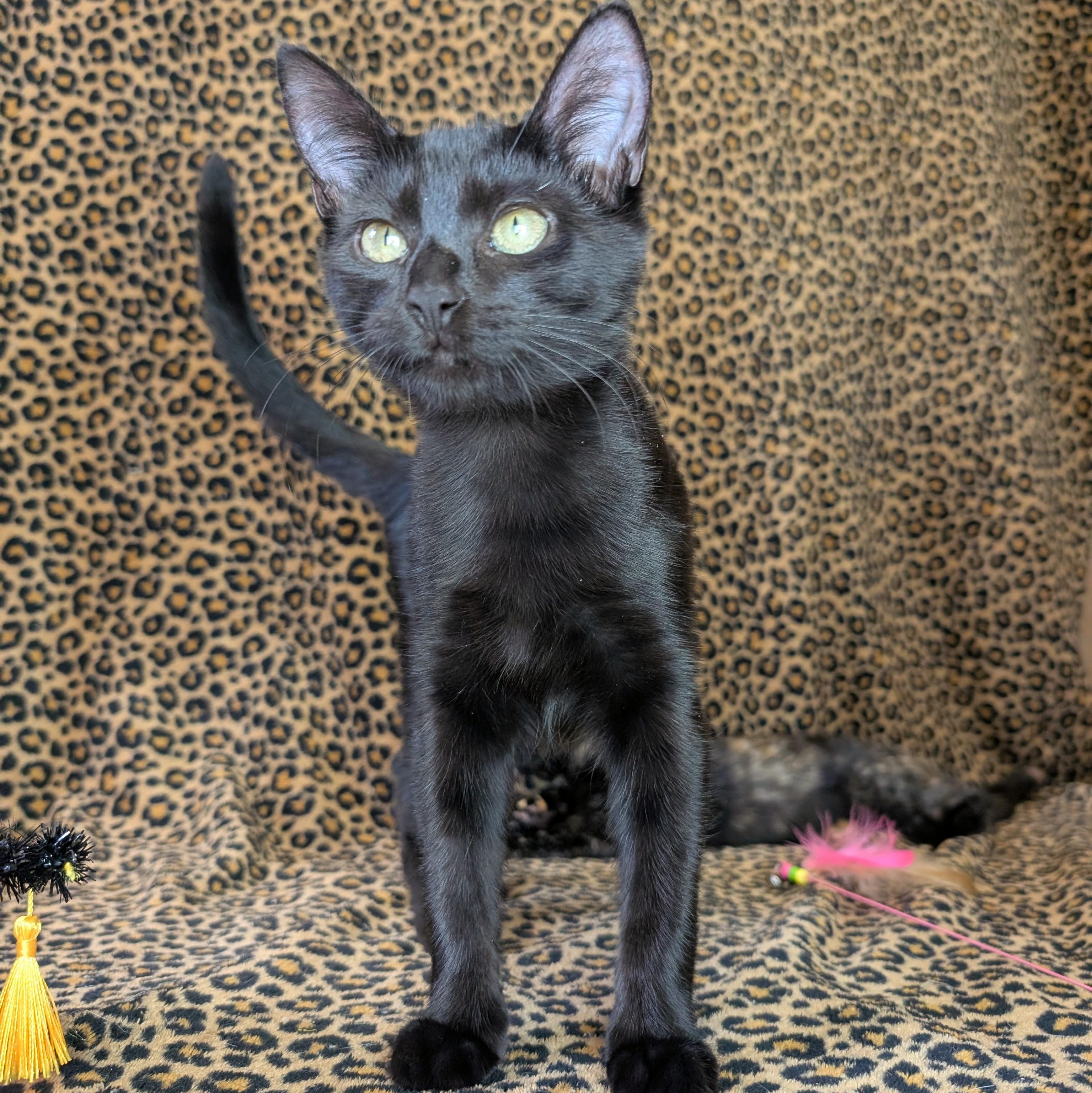 Enlarge Monet @ Fat Cat Cafe, a Adoptable Domestic Short Hair in Tallahassee, FL image 2/6