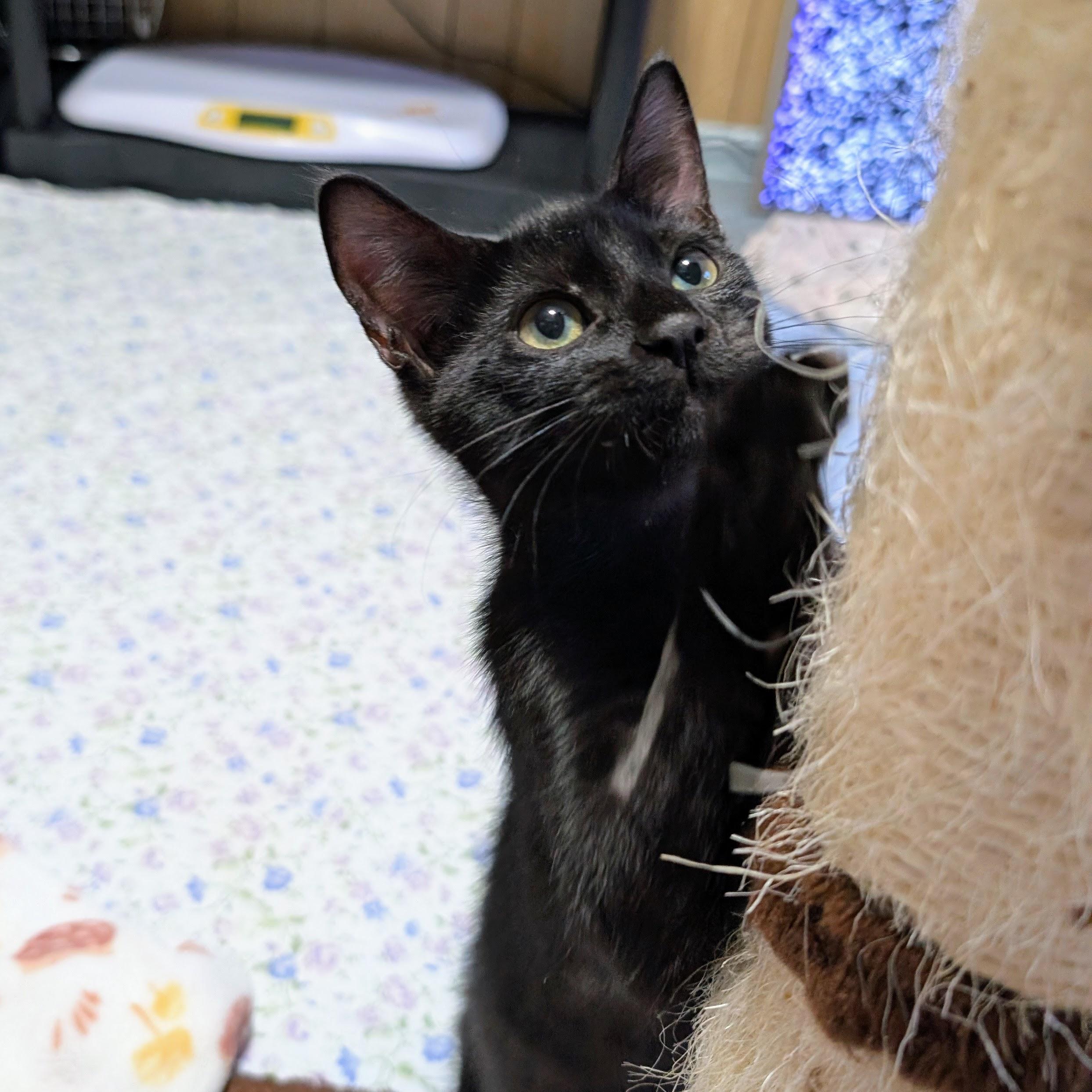 Enlarge Monet @ Fat Cat Cafe, a Adoptable Domestic Short Hair in Tallahassee, FL image 5/6