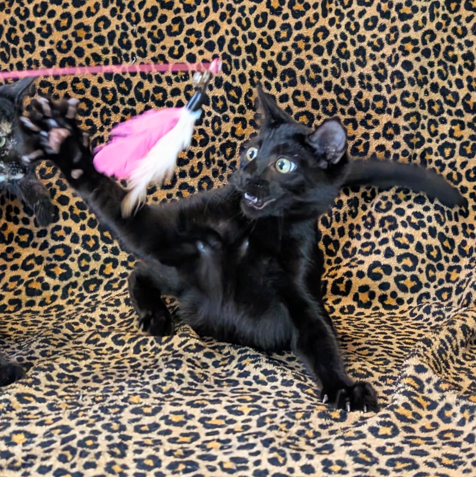 Enlarge Monet @ Fat Cat Cafe, a Adoptable Domestic Short Hair in Tallahassee, FL image 6/6