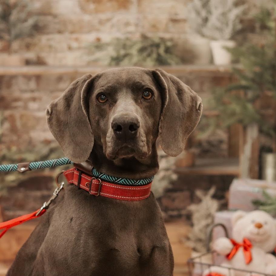 Bella, Adoptable, Senior Female Weimaraner.
