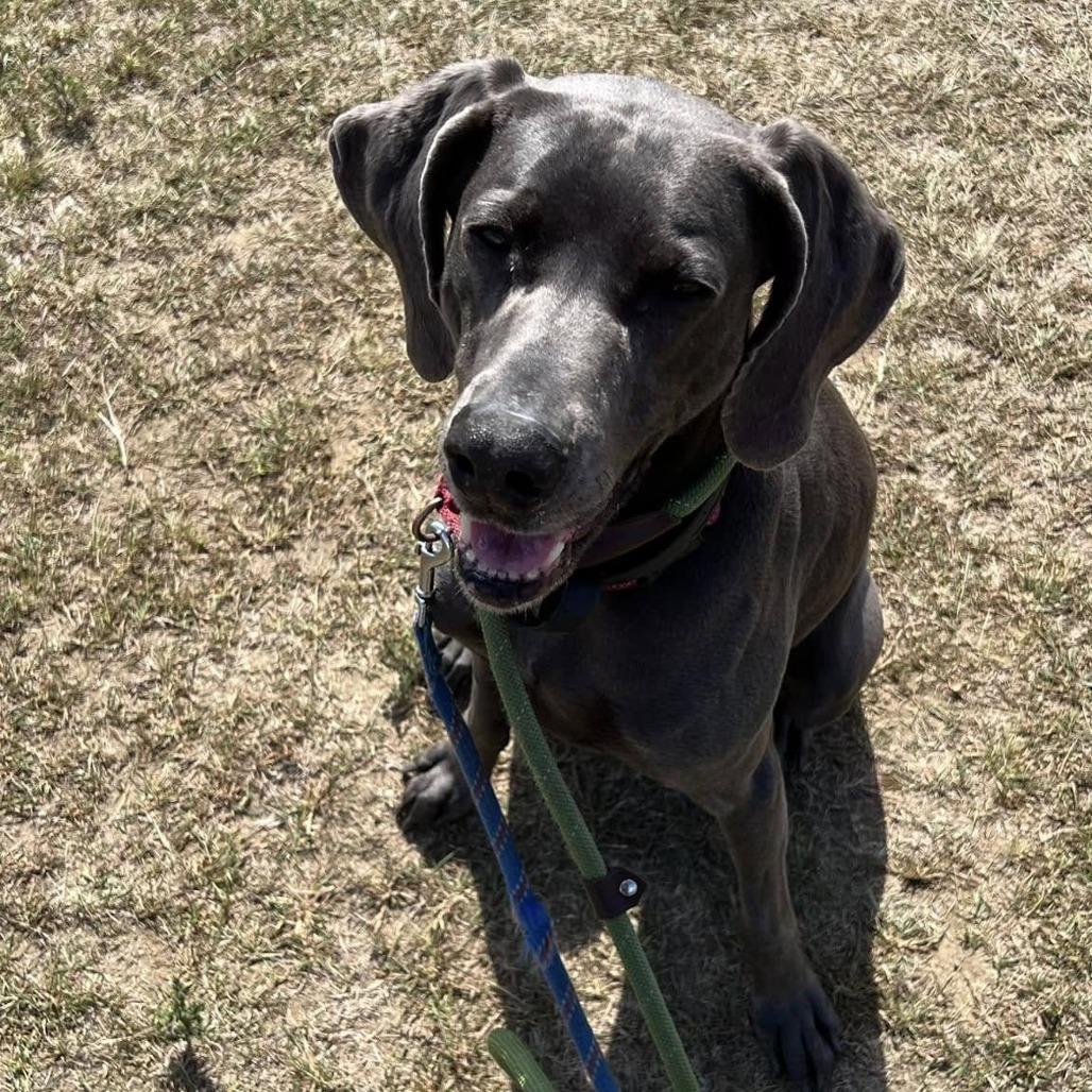 Bella, Adoptable, Senior Female Weimaraner.