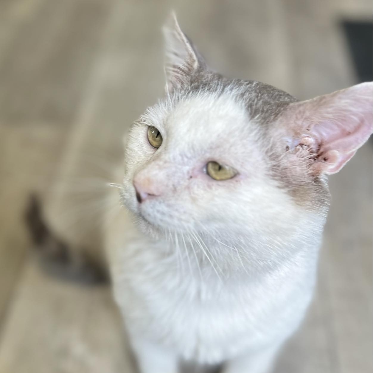 Jarnathan FIV+ photo 2