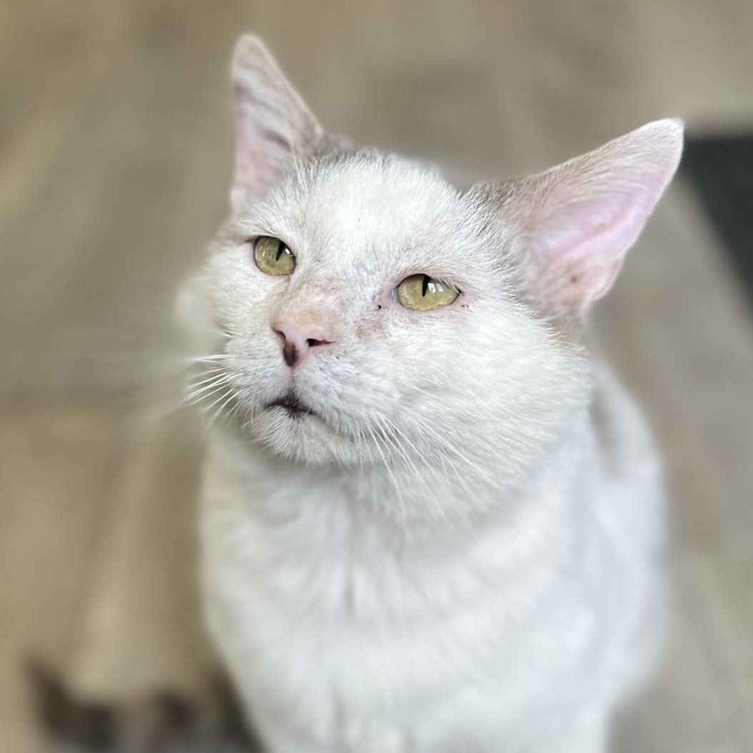 Jarnathan FIV+, Adult Male Domestic Short Hair