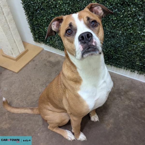 Enlarge Kobe, a Adoptable mixed breed in Lexington, KY image 1/2