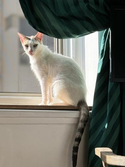 Enlarge Princesse, a Adoptable Domestic Short Hair image 1/3