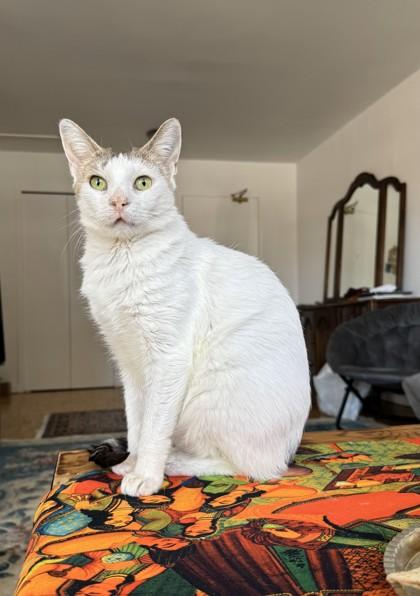 Princesse, Adoptable, Adult Female Domestic Short Hair & Domestic Short Hair.