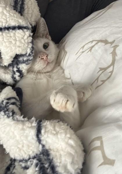 Enlarge Princesse, a Adoptable Domestic Short Hair image 3/3