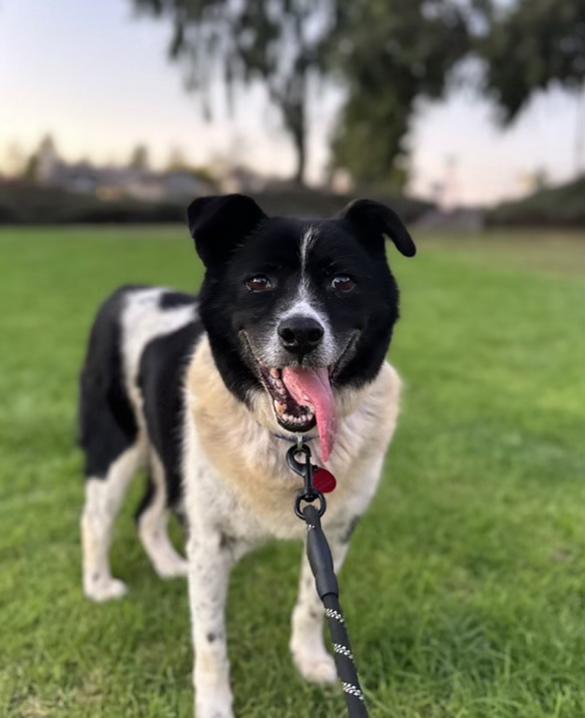 Moonshine aka Moonie aka Hunky Chunky was part of a rescue mission for 75 dogs who were trapped in a