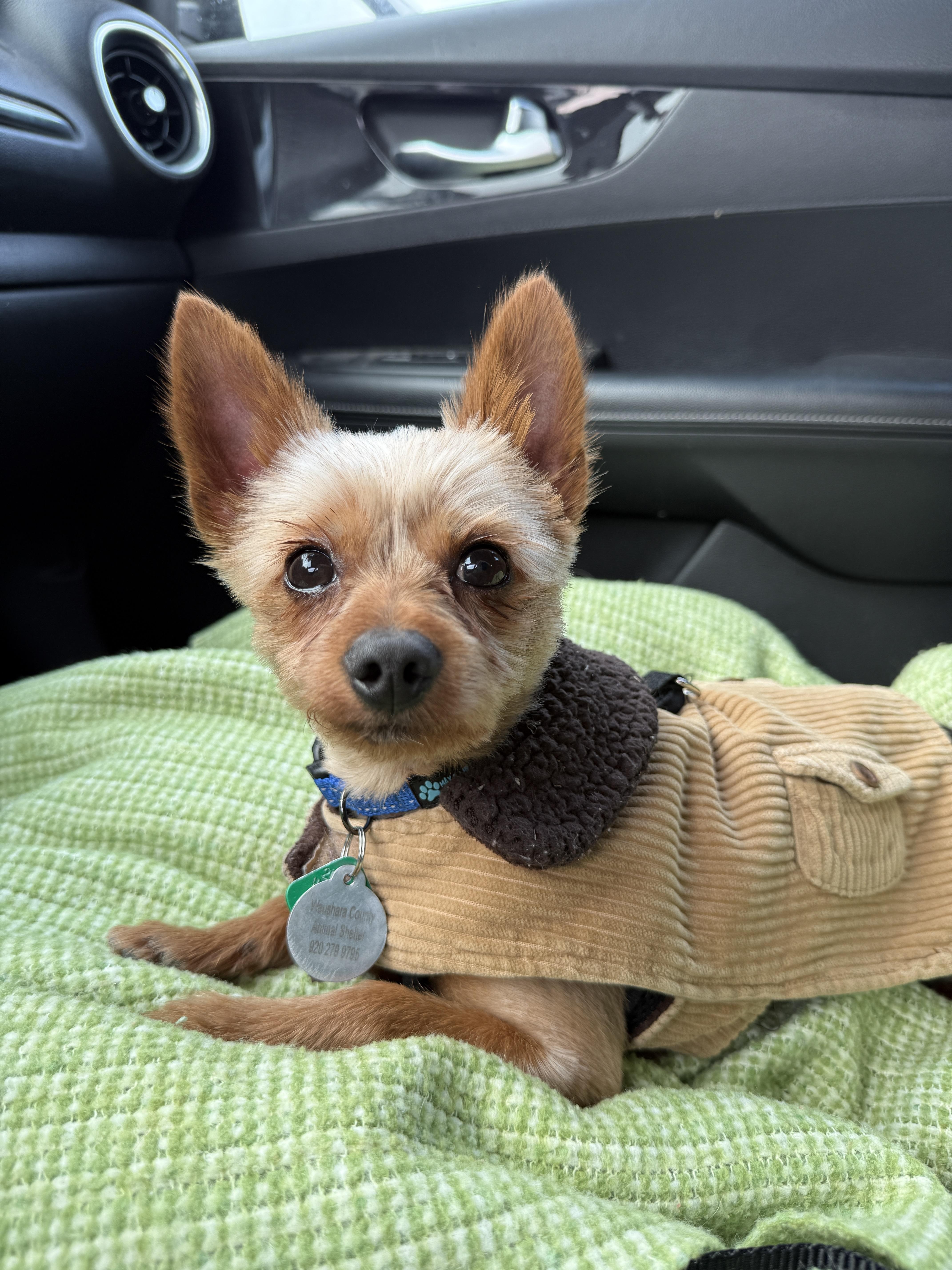 Enlarge Ziggy, a ADOPTABLE mixed breed in Wautoma, WI image 2/3