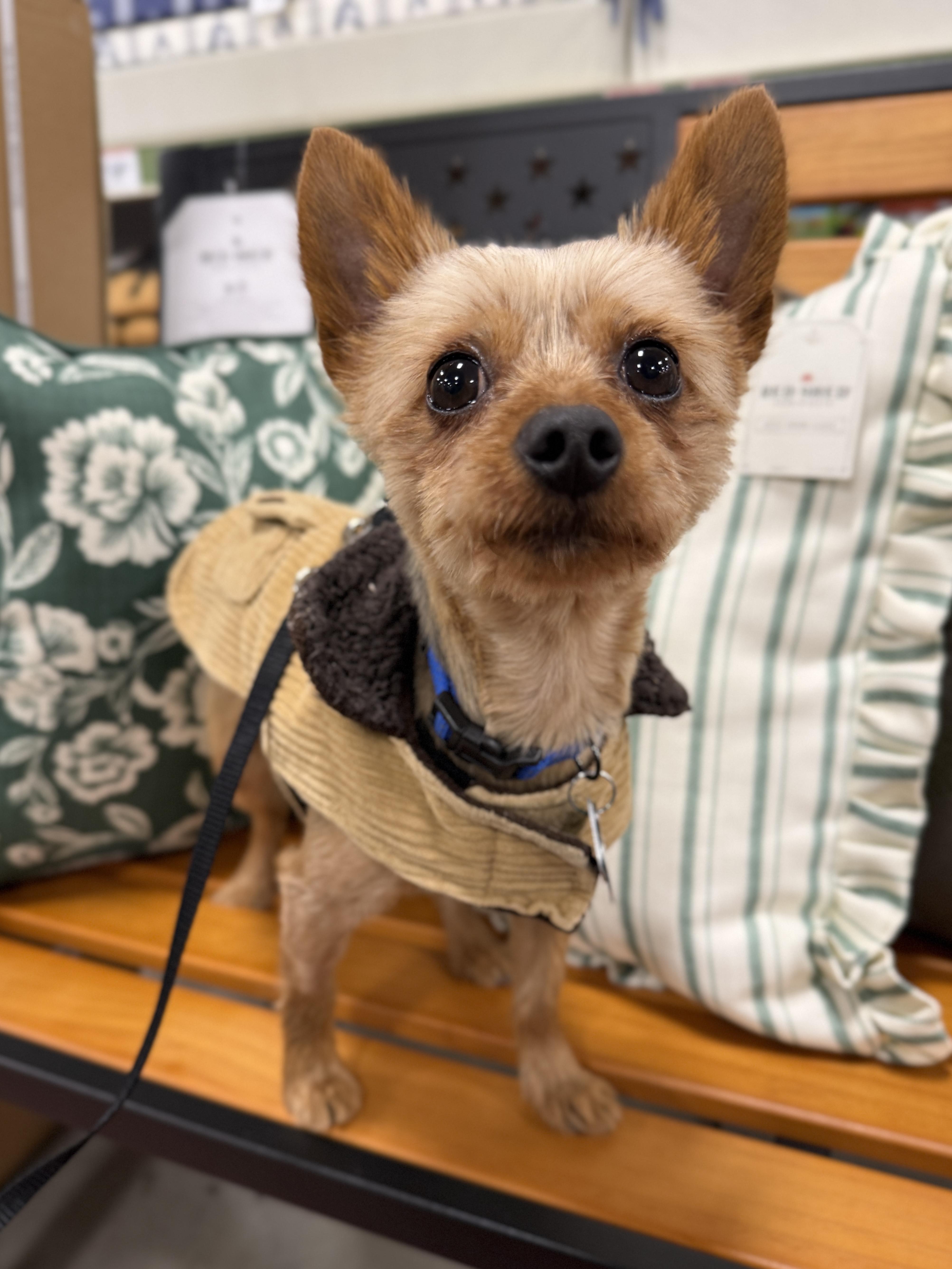 Ziggy, ADOPTABLE, Young Male Yorkshire Terrier.