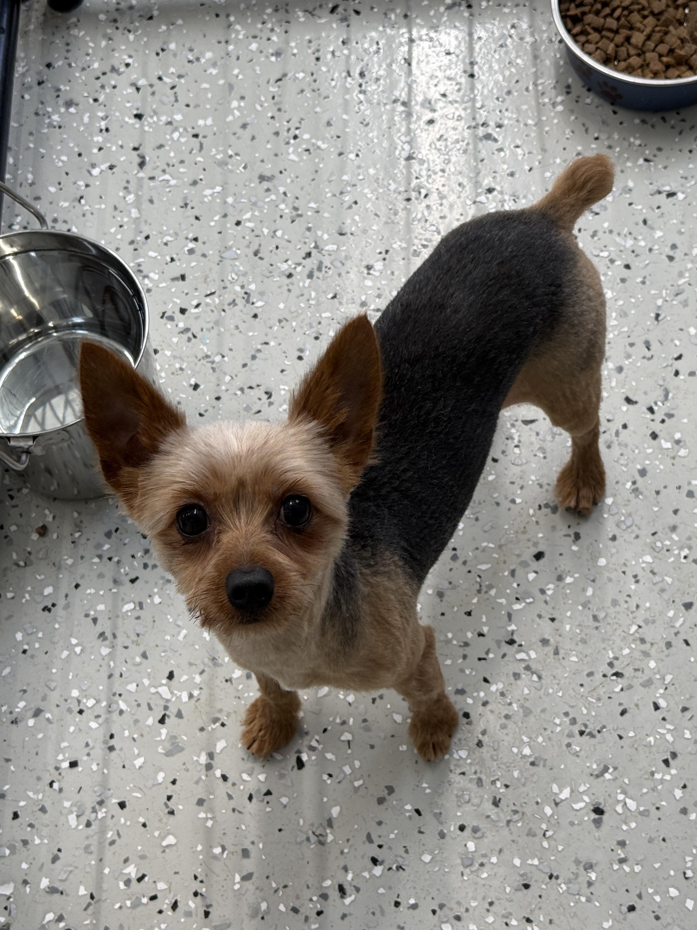 Enlarge Ziggy, a ADOPTABLE mixed breed in Wautoma, WI image 3/3