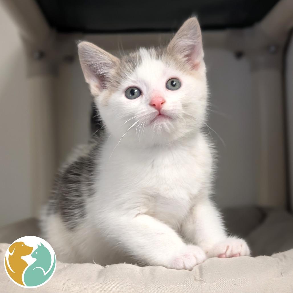 Fog, Adoptable, Kitten Male Domestic Short Hair.