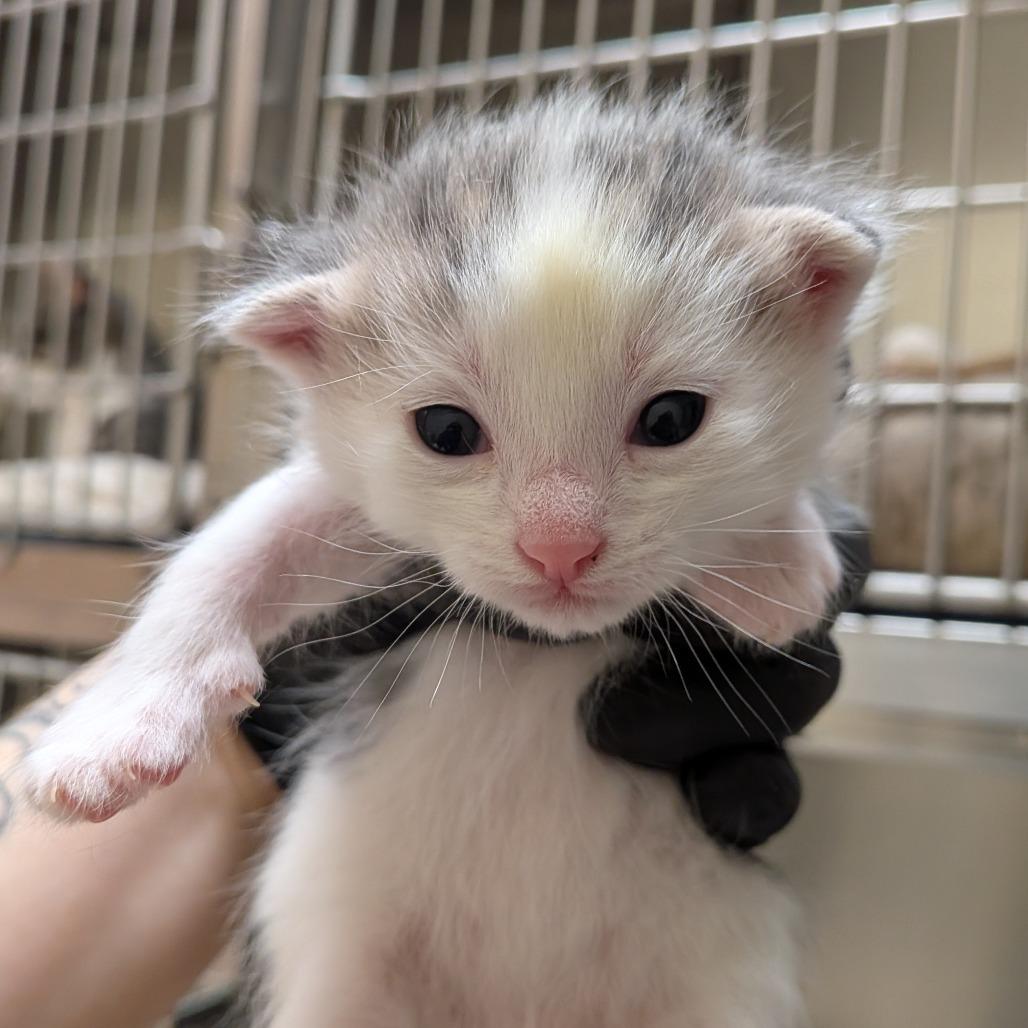 Enlarge Fog, a Adoptable Domestic Short Hair in Toledo, OH image 2/2