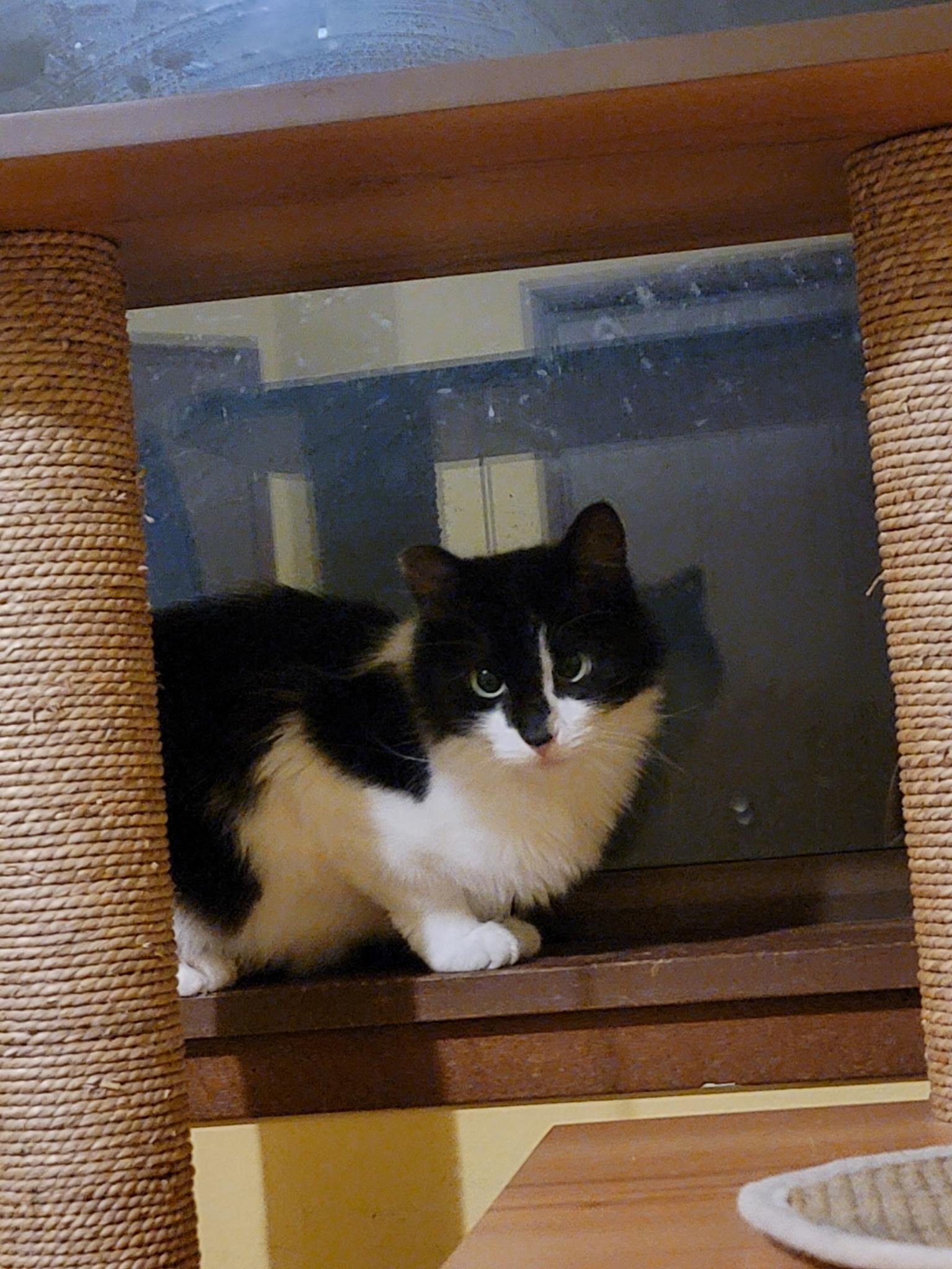 Eyes, an adopted Domestic Medium Hair in Seattle, WA image 2/3