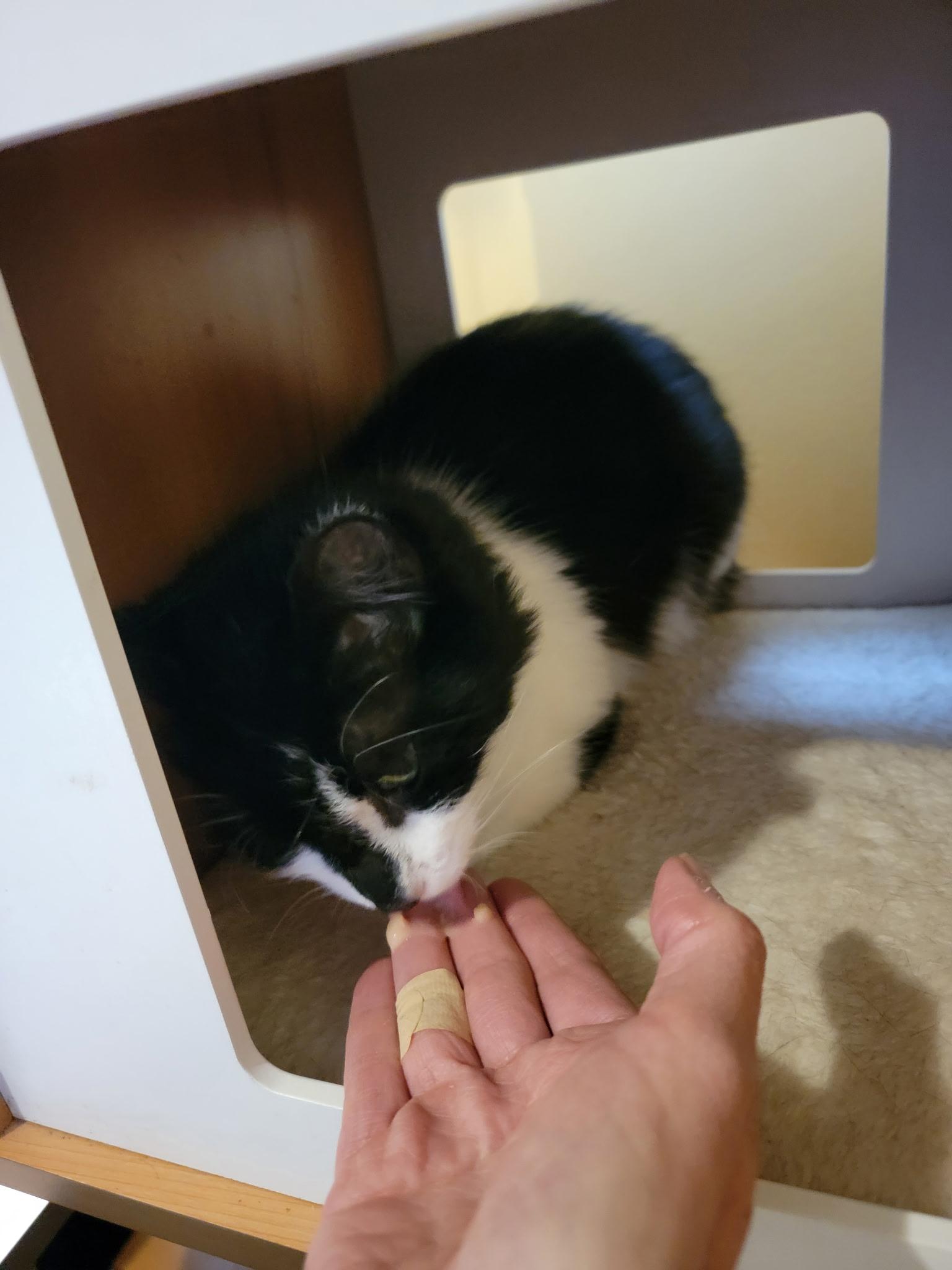 Eyes, an adopted Domestic Medium Hair in Seattle, WA image 3/3