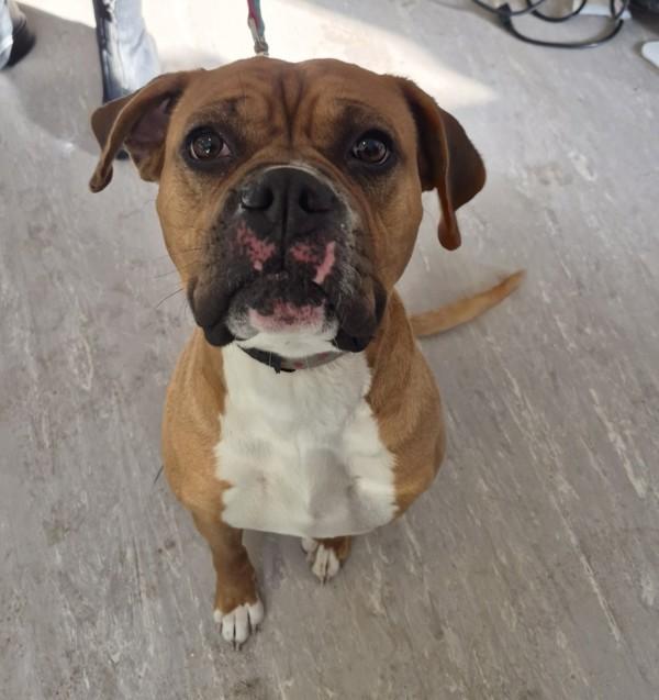 Molly (adoption Pending), Adoptable, Young Female Boxer & Pit Bull Terrier.