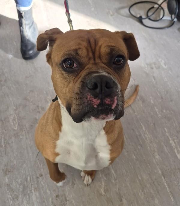 Enlarge Molly (adoption Pending), a Adoptable mixed breed in West Vancouver, BC image 2/3