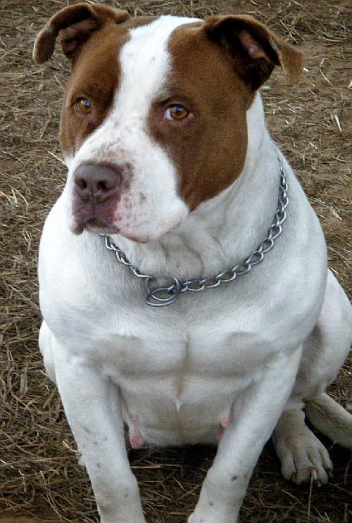 Babe, Adopted, Adult Female Pit Bull Terrier.