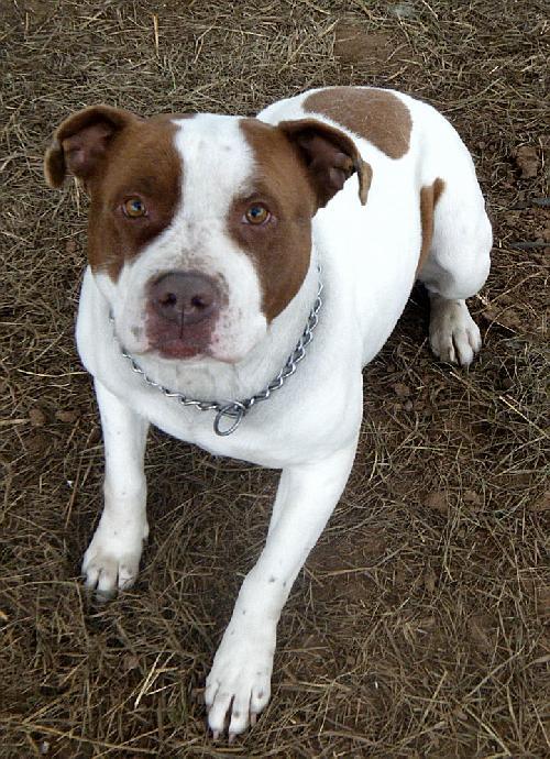 Enlarge Babe, a Adopted Pit Bull Terrier in Prague, OK image 2/3