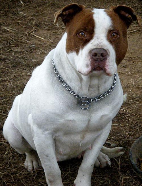 Enlarge Babe, a Adopted Pit Bull Terrier in Prague, OK image 3/3