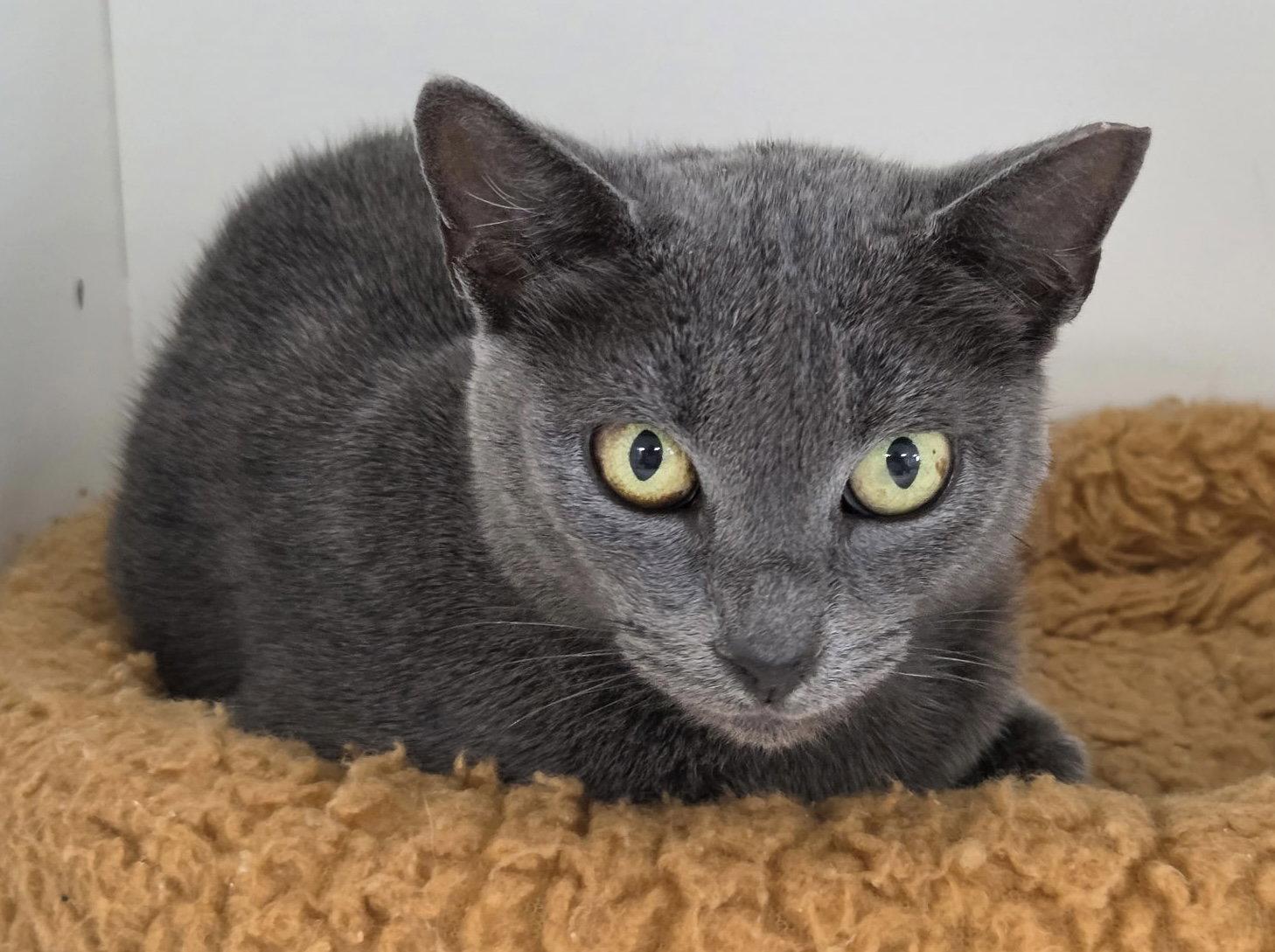 Gracie Lou Freebush, Adoptable, Adult Female Domestic Short Hair.