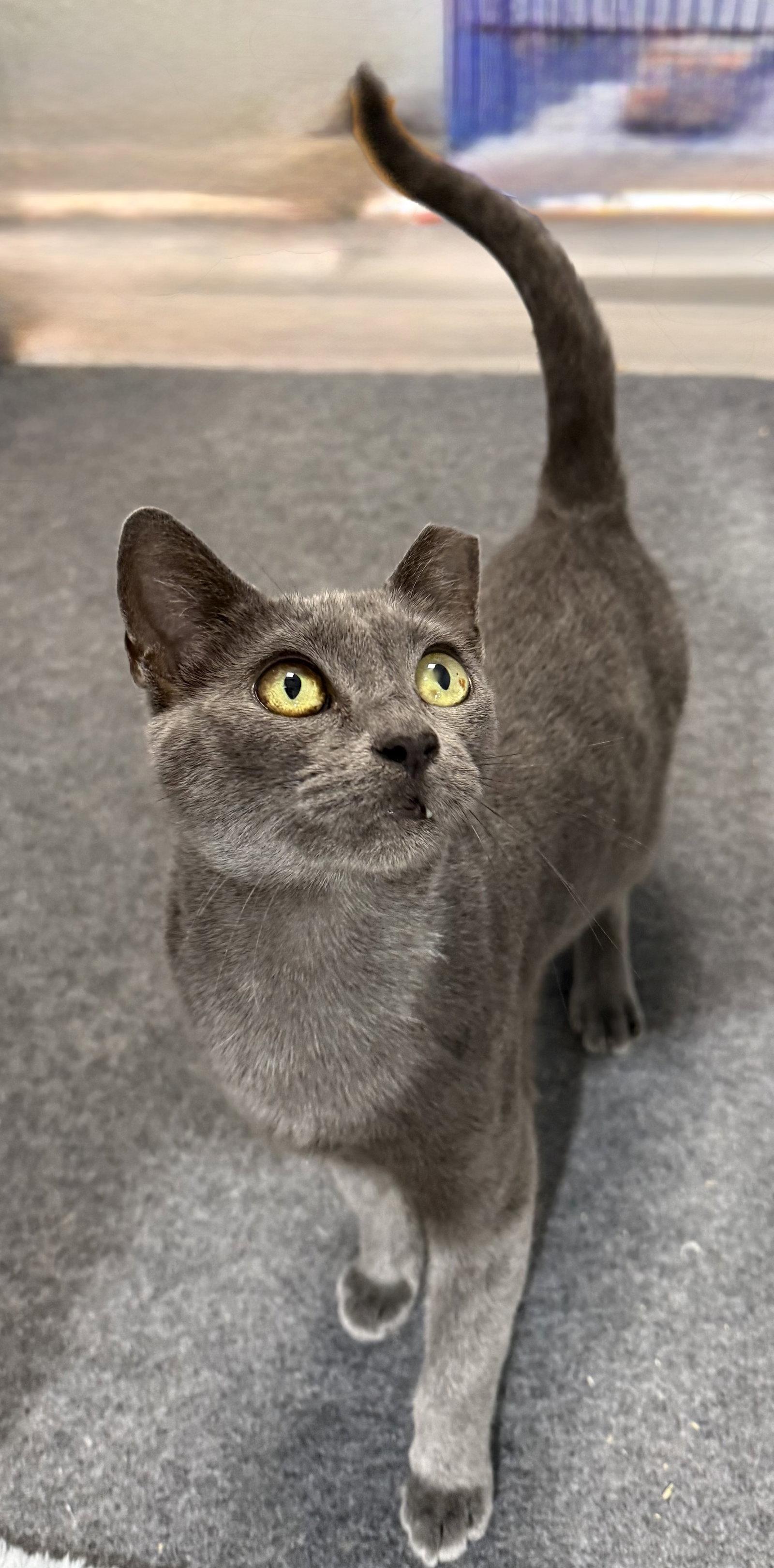 Gracie Lou Freebush, a Adoptable Domestic Short Hair in Satellite Beach, FL image 2/3