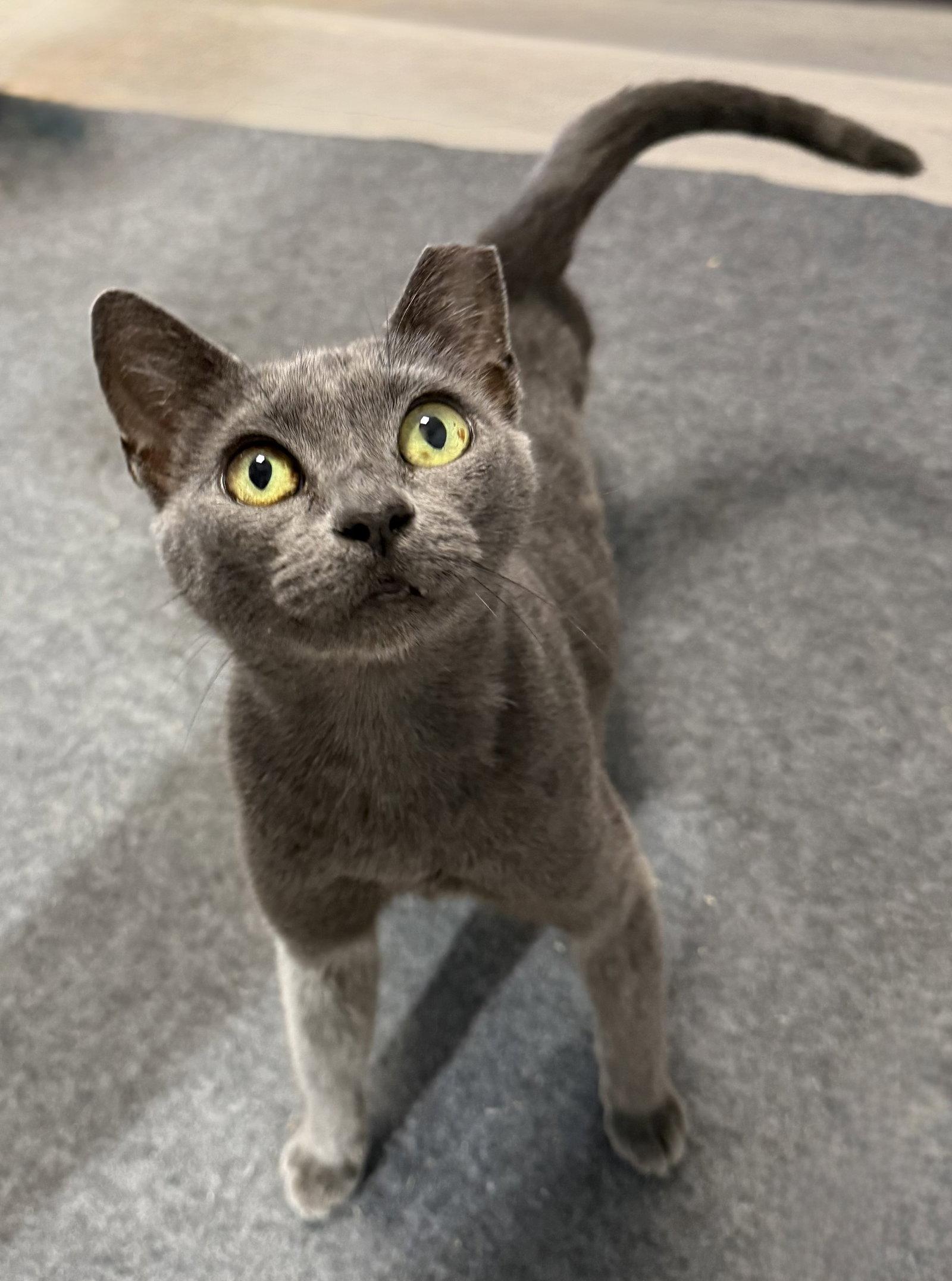 Gracie Lou Freebush, a Adoptable Domestic Short Hair in Satellite Beach, FL image 3/3