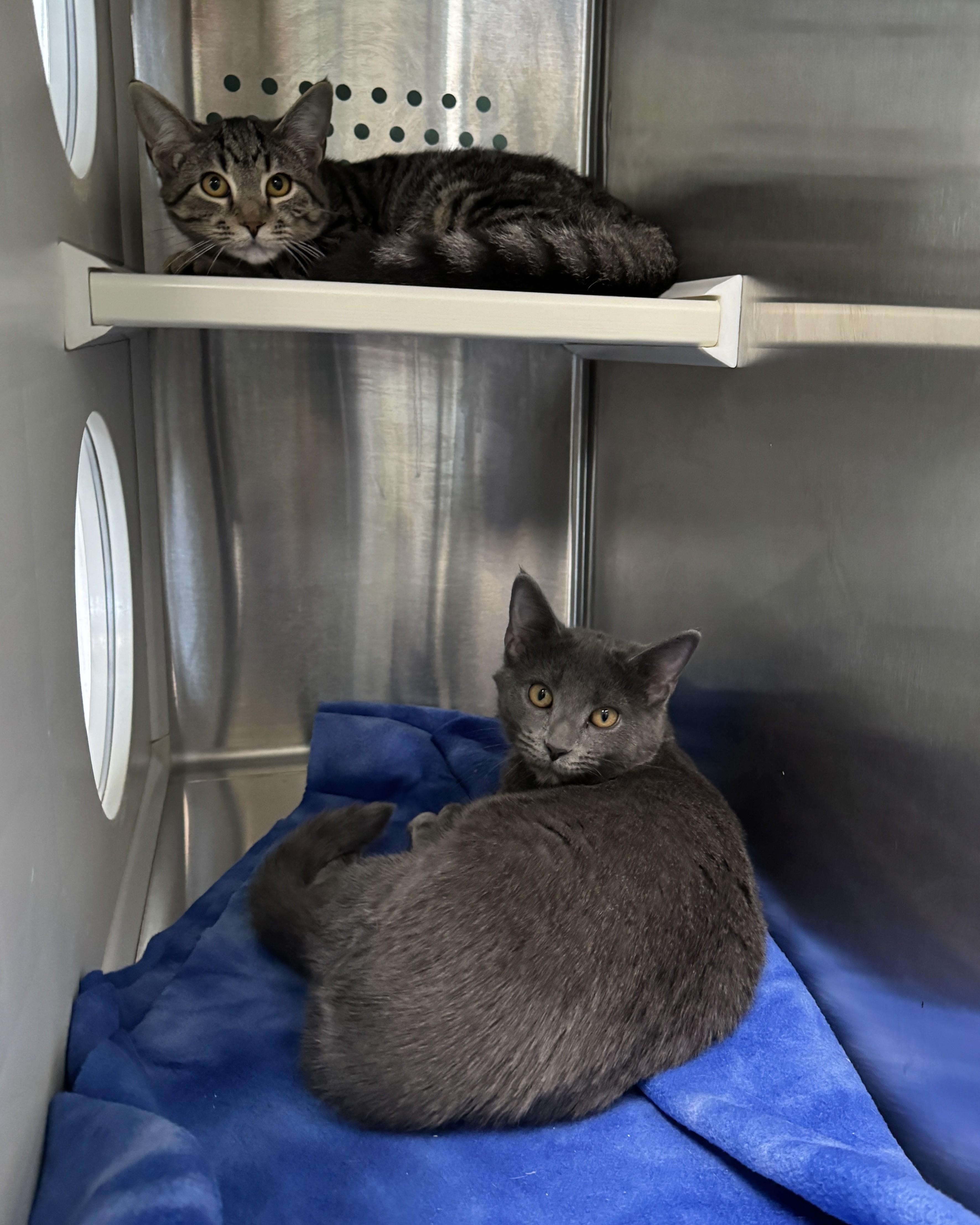 Enlarge Lucy & Sally, a Adopted Domestic Short Hair in Seneca, PA image 1/1