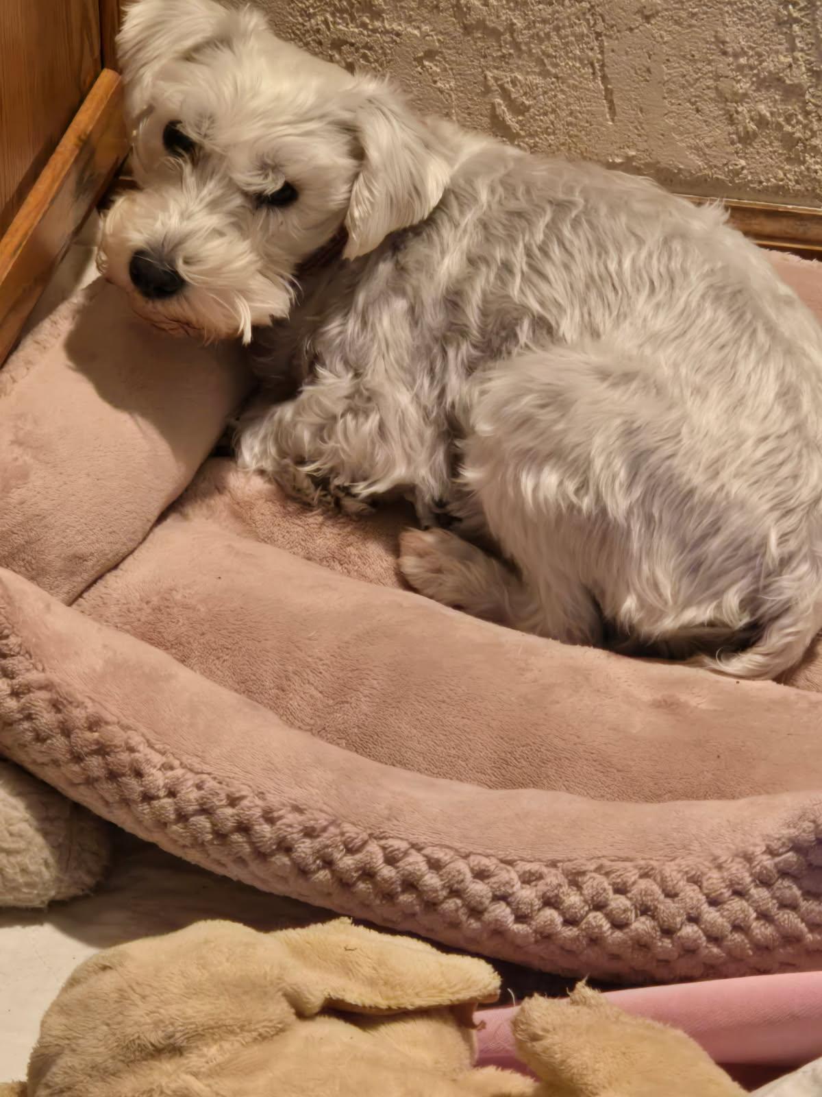 Enlarge Sugar, a ADOPTABLE Miniature Schnauzer in Littleton, CO image 2/2
