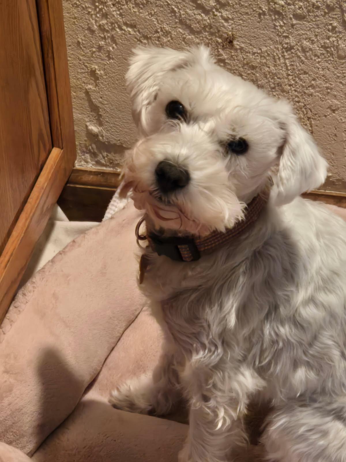 Sugar, ADOPTABLE, Young Female Miniature Schnauzer.