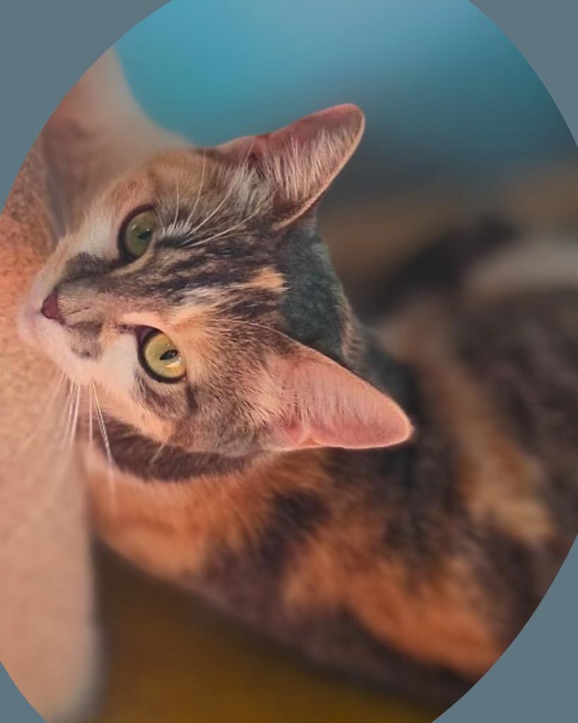 Marcie, Adoptable, Adult Female Domestic Short Hair.