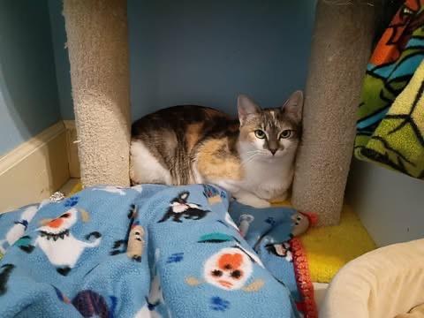 Enlarge Marcie, a Adoptable mixed breed in College Station, TX image 4/6