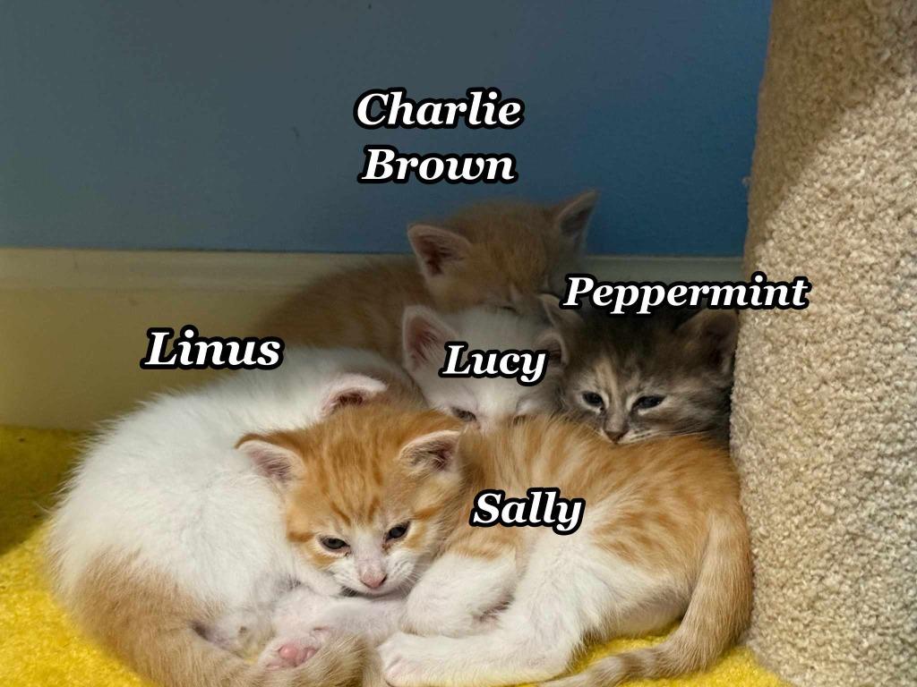 Marcie, Adoptable, Adult Female Domestic Short Hair.