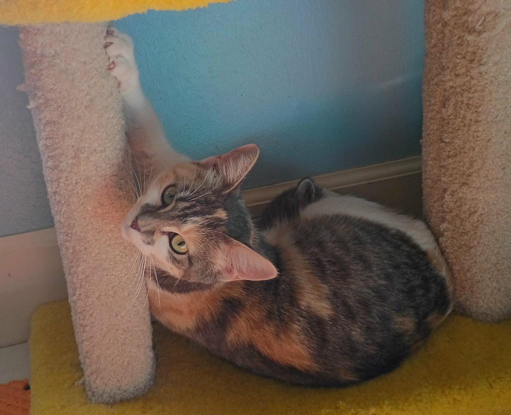 Enlarge Marcie, a Adoptable mixed breed in College Station, TX image 5/6