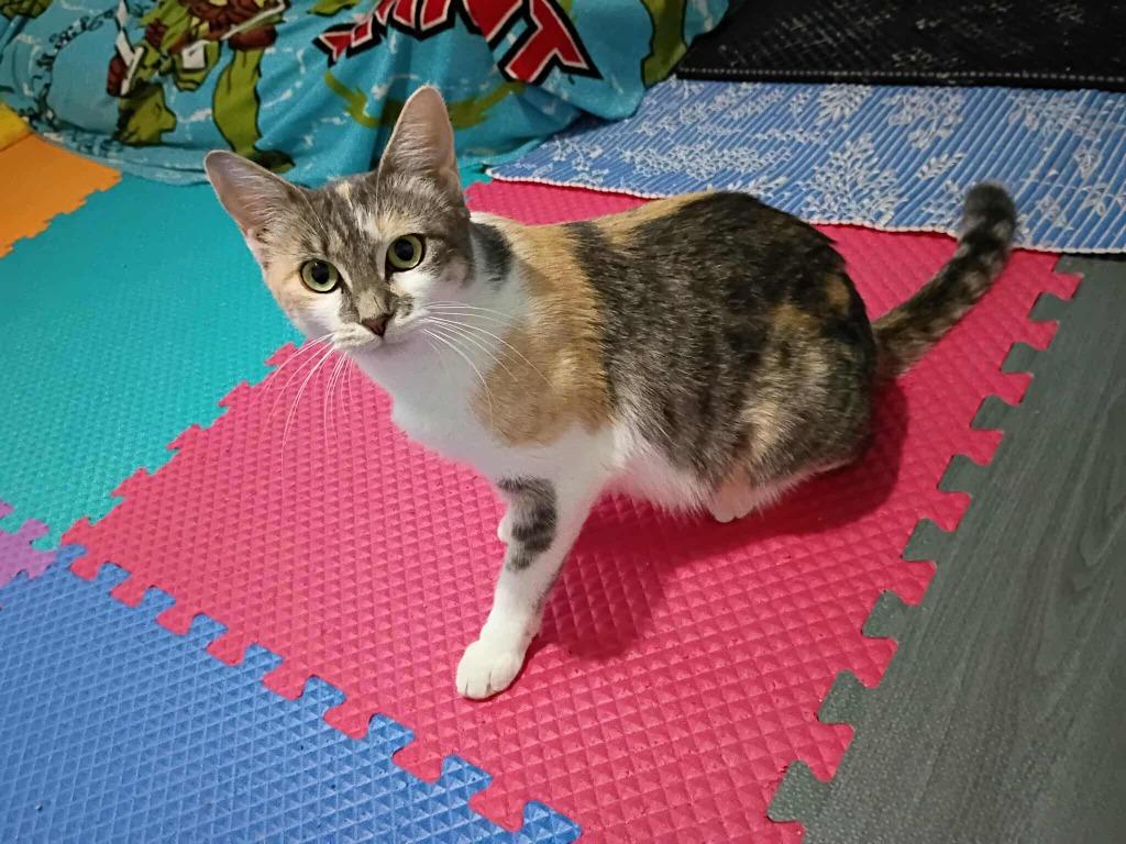 Enlarge Marcie, a Adoptable mixed breed in College Station, TX image 6/6