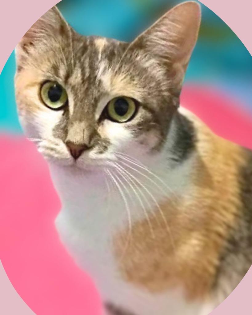 Enlarge Marcie, a Adoptable mixed breed in Bryan, TX image 6/6
