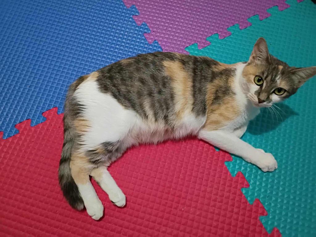 Enlarge Marcie, a Adoptable mixed breed in College Station, TX image 4/4