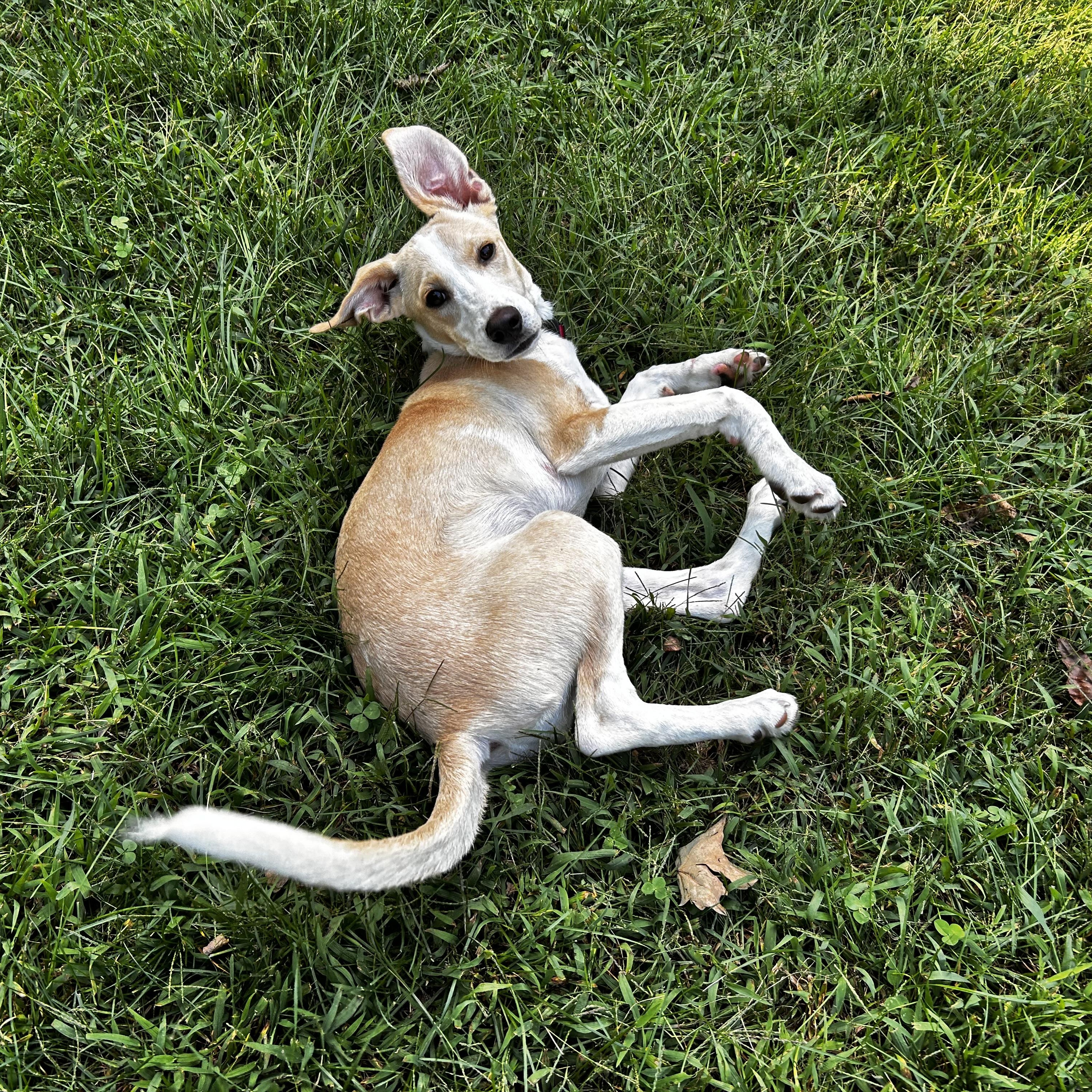Enlarge Lucy - In CT, a Adopted mixed breed in Willington, CT image 4/6