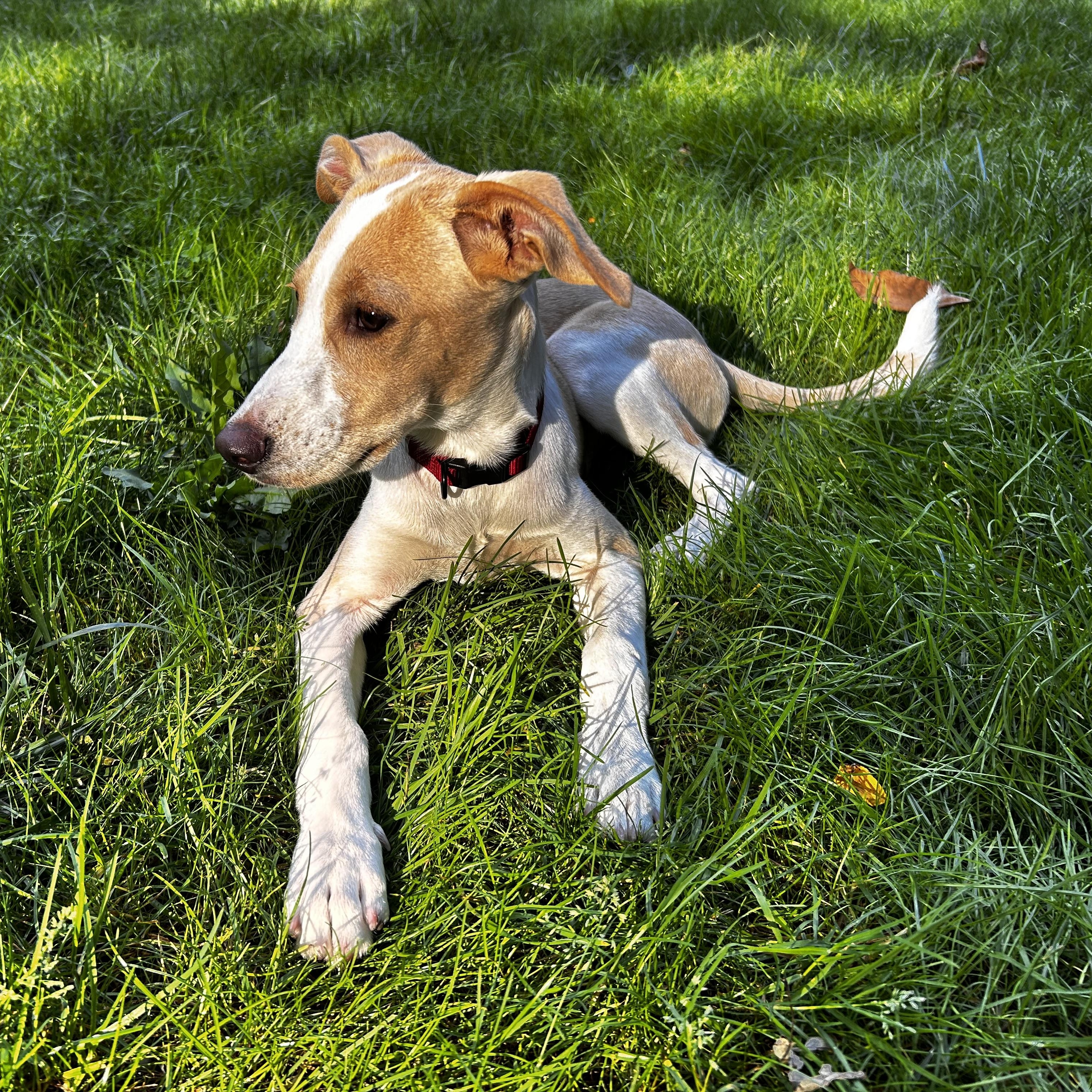 Enlarge Lucy - In CT, a Adopted mixed breed in Willington, CT image 5/6