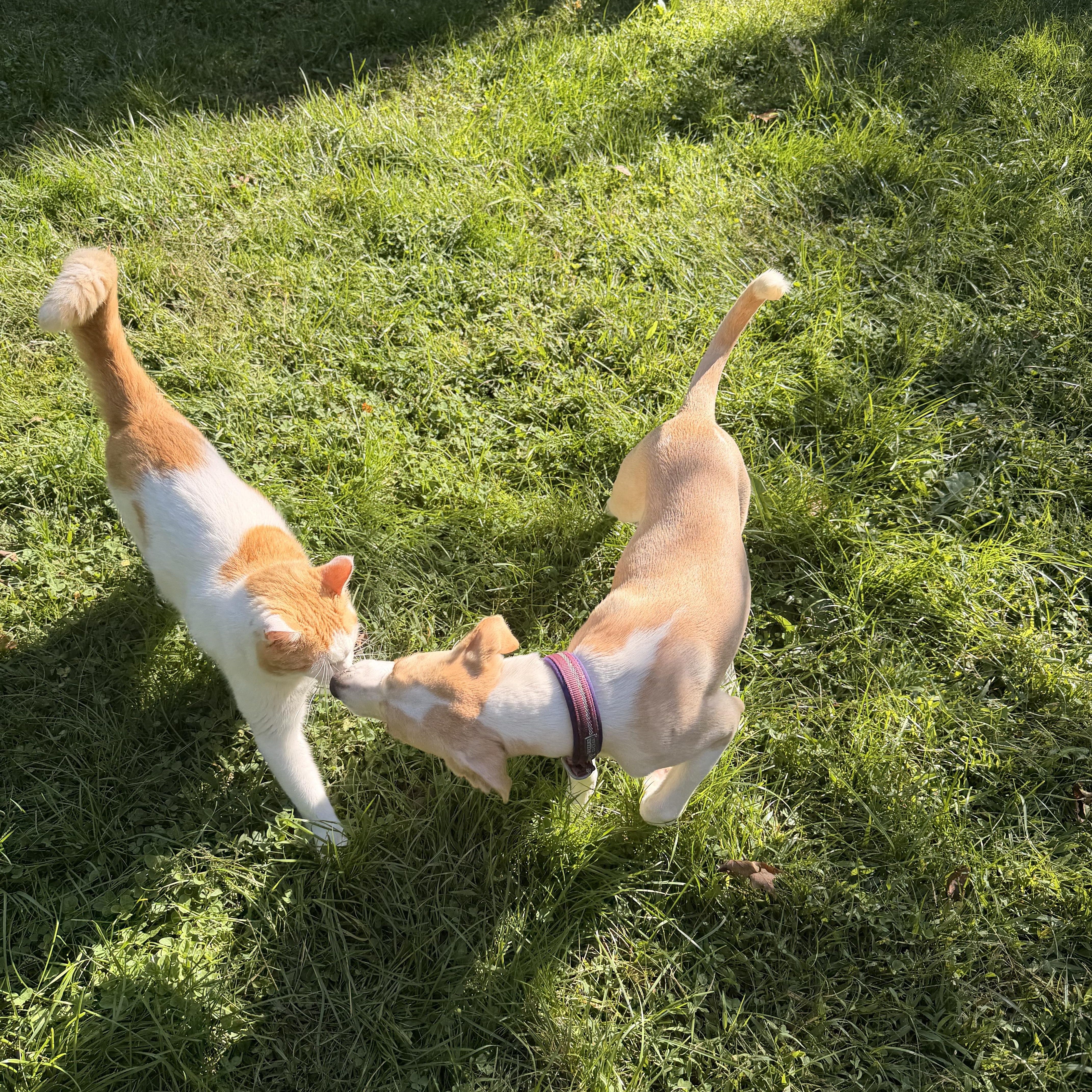 Enlarge Lucy - In CT, a Adopted mixed breed in Willington, CT image 2/6