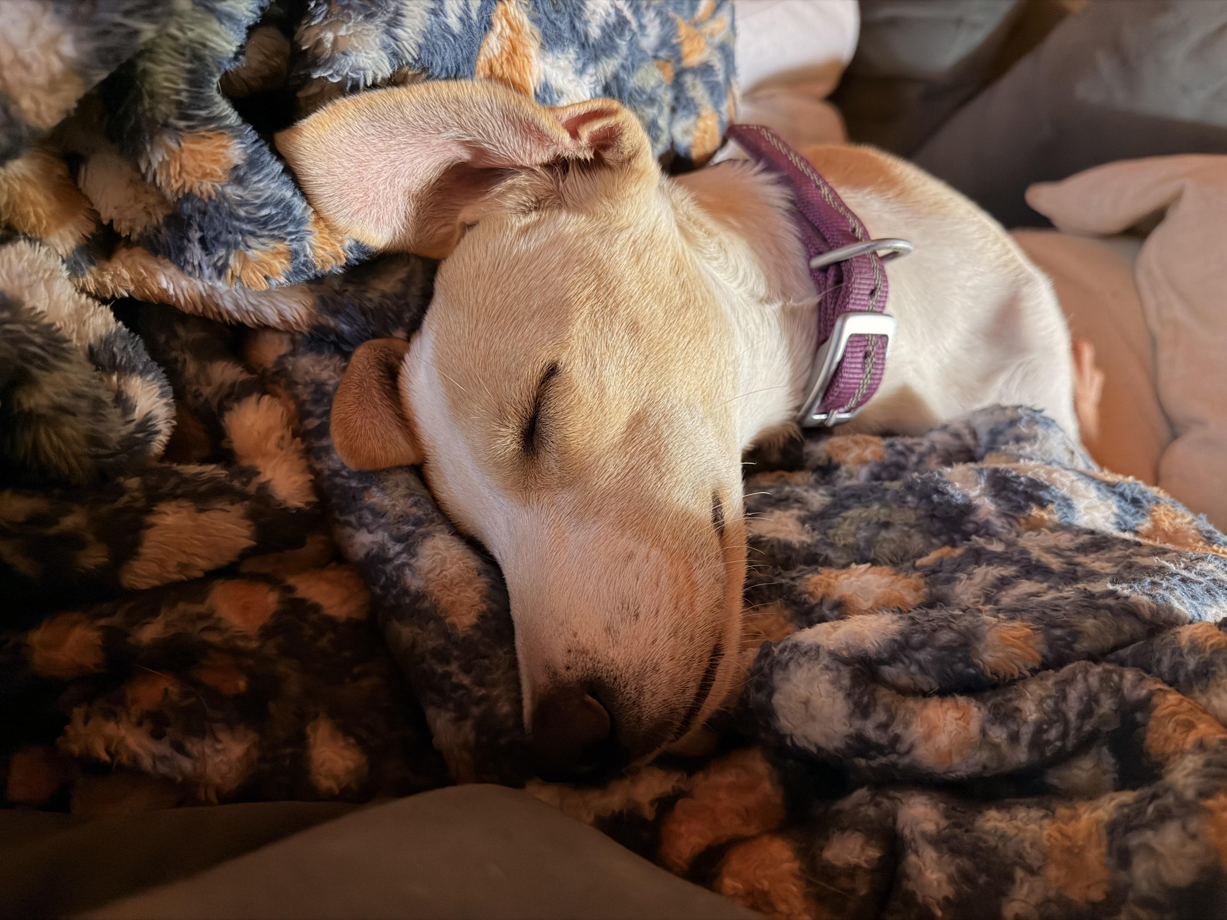 Enlarge Lucy - In CT, a Adopted mixed breed in Willington, CT image 3/6