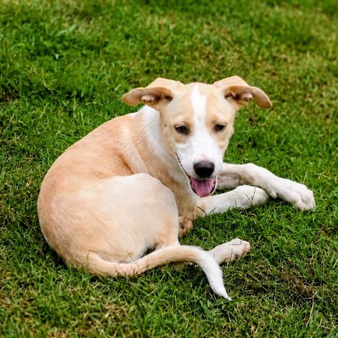 Enlarge Lucy, an adoptable mixed breed in Willington, CT image 2/5