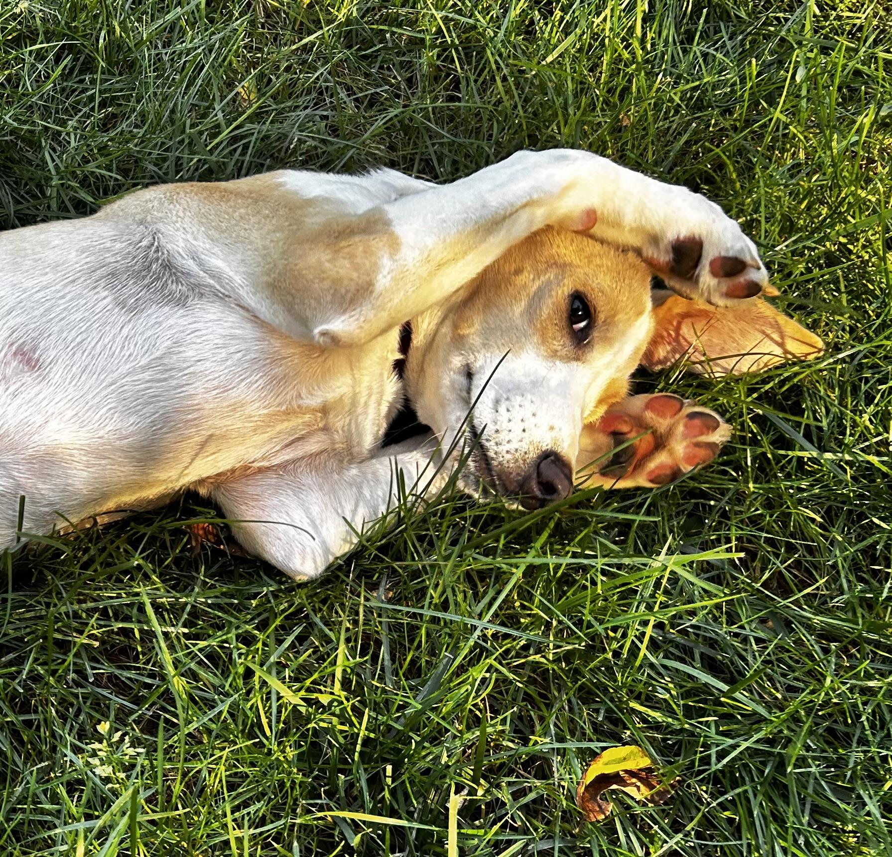 Enlarge Lucy - In CT, a Adopted mixed breed in Willington, CT image 6/6